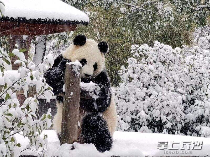 大雪下的大熊猫憨态可爱。均为长沙晚报全媒体记者 贺文兵 摄