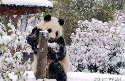 长沙生态动物园：大熊猫东北虎雪地撒欢