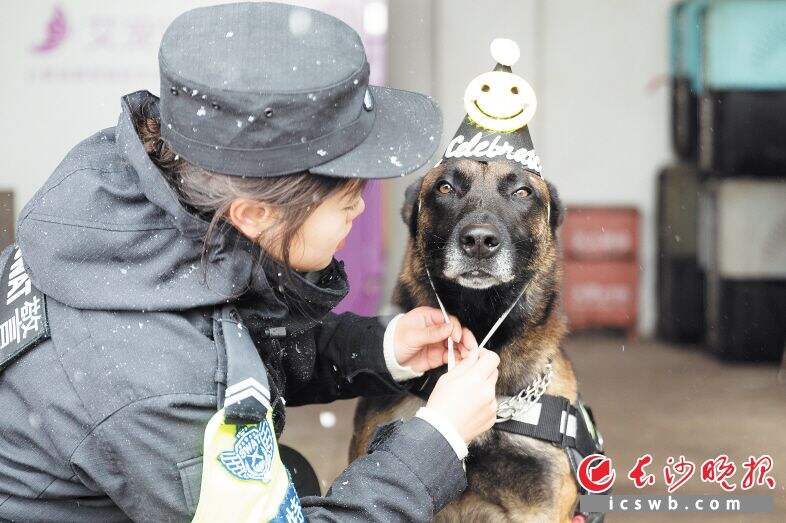 长沙市公安局特巡警支队给警犬过生日。长沙晚报全媒体记者 董阳 摄