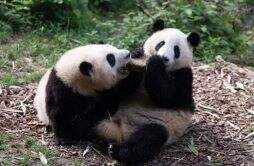 大熊猫和叶性别转换究竟是不是女孩
