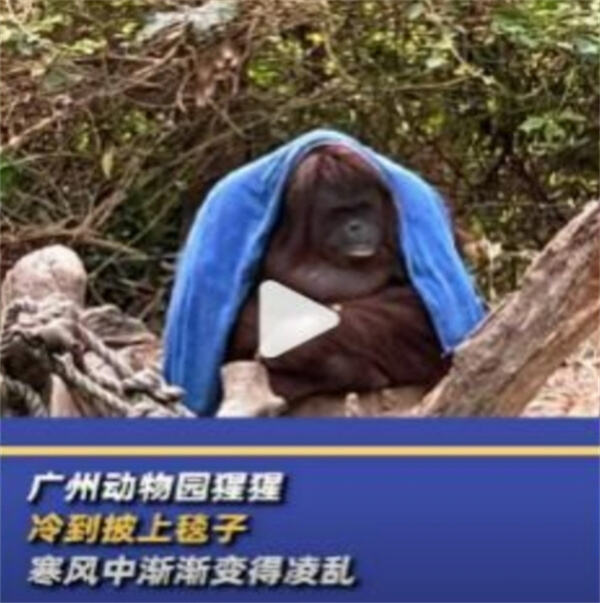 广州动物园猩猩冷到披上毯子