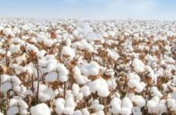 美国棉花生产前瞻 2024年美棉产量增长多少有何变化