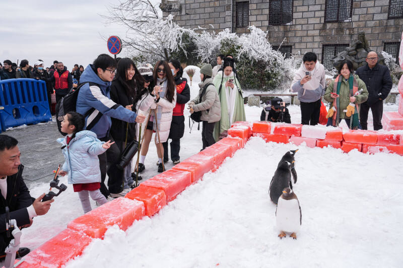 萌萌哒的企鹅吸引游客。