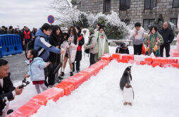 湘江欢乐海洋新婚企鹅来南岳衡山度蜜月了