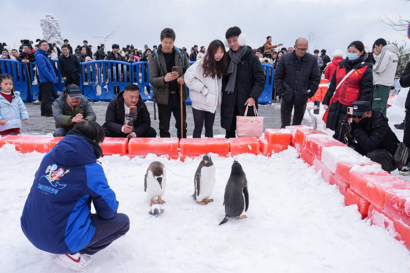 游客争相观赏企鹅。均为湘江欢乐海洋供图