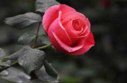 你收到的情人节玫瑰99%是假的 在古代是这意思