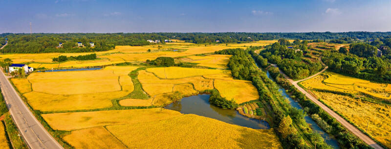 宁乡双江口镇大片金色的稻田，展示着丰收的喜悦。 长沙晚报全媒体记者 陈飞 摄（资料图片）
