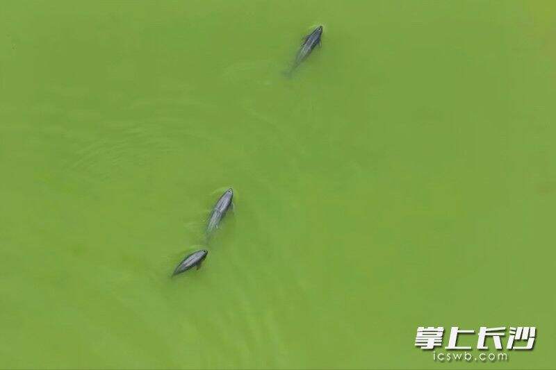 湘江湘阴临资口至新泉闸段，二十多头江豚玩起“集体活动”。均为长沙晚报通讯员 易辉 摄