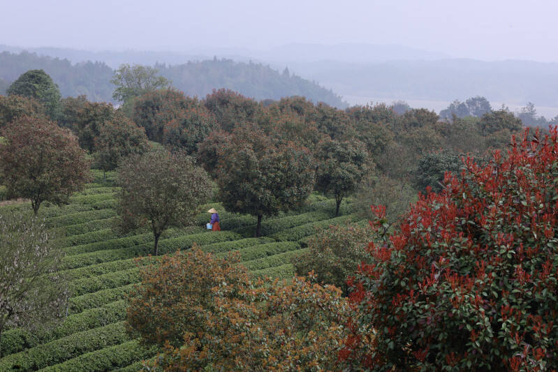 在长沙县金井茶园，茶农们趁着晴好天气上山采收头茬春茶。 长沙晚报通讯员 王箫 摄
