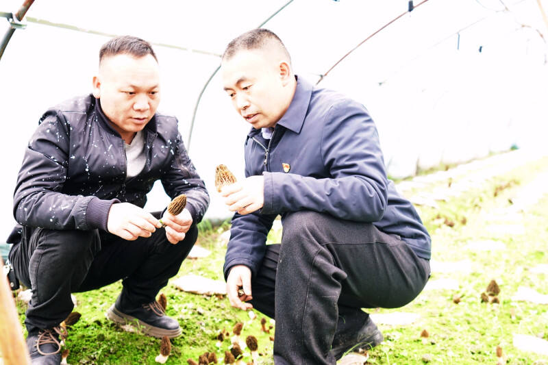 宁乡青山桥镇芙蓉村大力发展羊肚菌种植，支村两委共同分析商讨未来的发展思路。