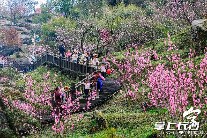 3月23日，宁乡灰汤第十三届桃花节开幕。均为主办方供图
