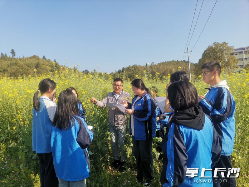 学生们正在老师带领下参与“一地菜花黄，满园春色艳”油菜小课题探究活动。长沙晚报通讯员 朱顺青 摄