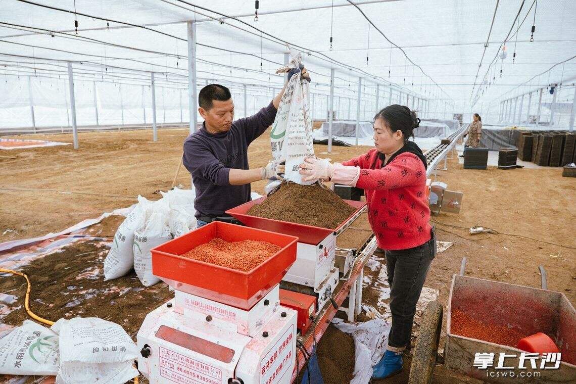 白箬铺镇首家育秧工厂项目正式投入生产。