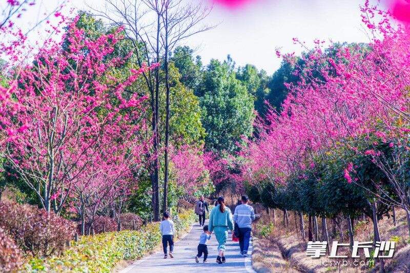 长沙县春日出游消费旺。