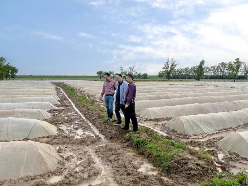 农机专家们在田间指导秧盘薄膜覆土。均为长沙晚报通讯员 梁焕鑫 摄