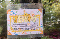 松雅湖第二小学：我为小树挂牌，树木也有“身份证”啦！
