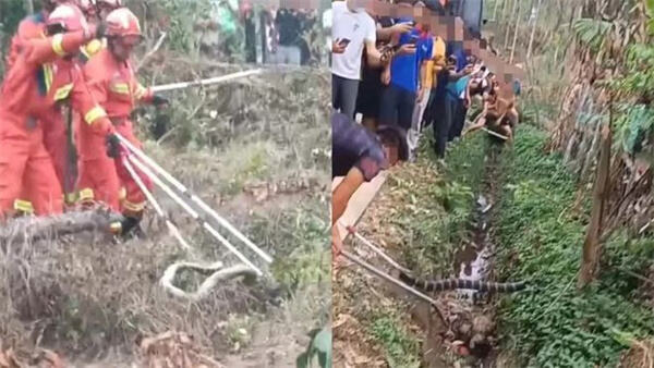 海南一村民被2米多长毒蛇咬死