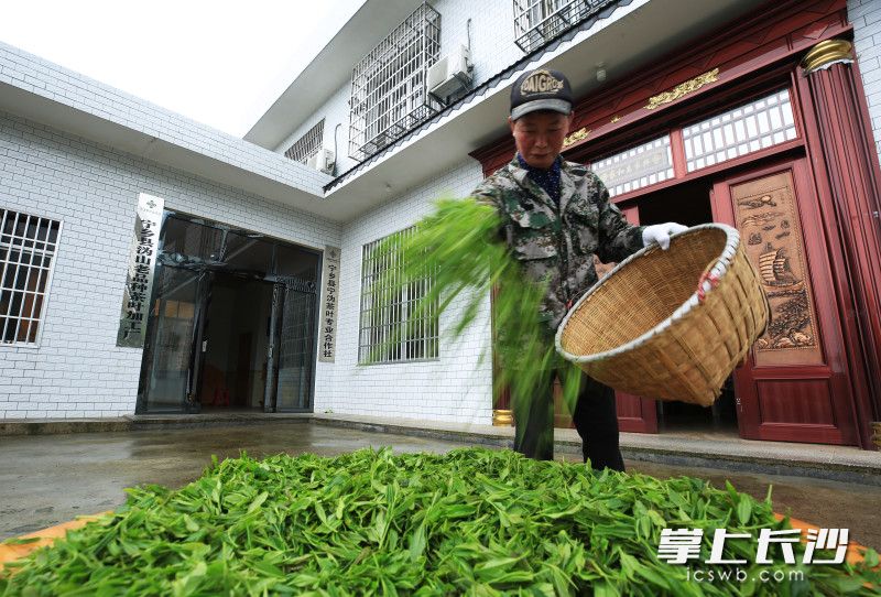 易桂秋正在阴干茶叶。