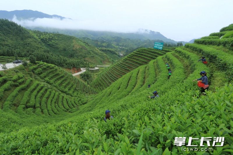 沩山茶园满目青绿。均为受访者供图