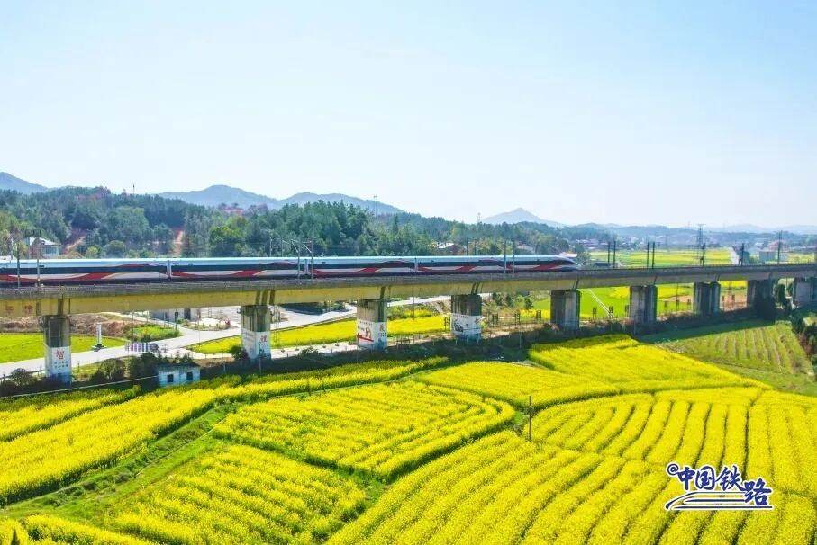 京广高铁上的动车组经过湖南衡山县的一大片油菜花田。谢建强 摄