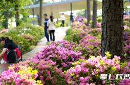 组图｜省植物园：450亩杜鹃花艳丽绽放等你来赏