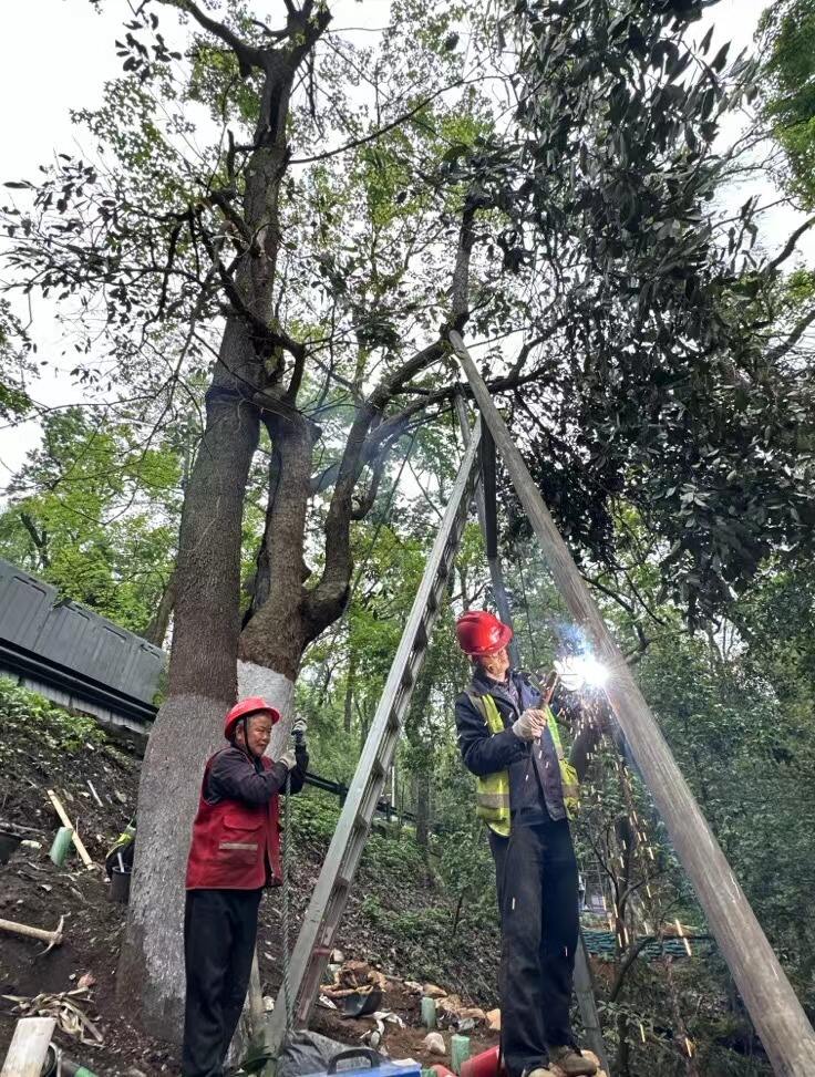 修复师傅叶自凡正在工友的帮助下，焊接支持古树的钢支架。  