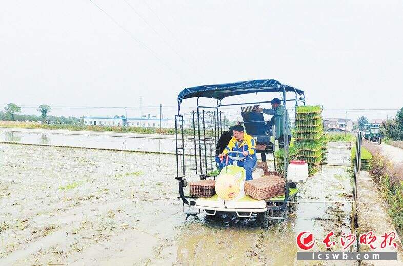 在浏阳市沿溪镇，农户操作机械在田间作业。 长沙晚报通讯员 胡吉祥 供图