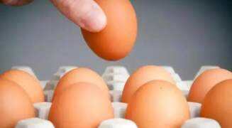 夫妻养2.8万只鸡为省人工自己捡蛋 1分钟能捡上百个鸡蛋