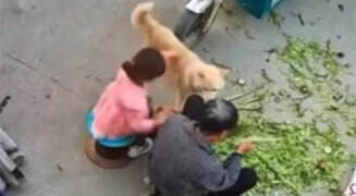 老人被宠物狗撕咬手中握刀为什么不砍 被狗咬的处理方式