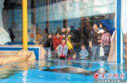 湘江欢乐海洋公园假期“鲸”喜上新 这里有鲛人蛋仔出没
