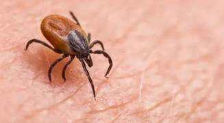 疾控在高烧老人家中找出近200只蜱虫 已全部灭杀