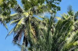 椰树涉擦边广告被罚40万 多次被罚后椰树去年狂卖50亿