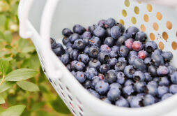 这里的蓝莓成熟了，一直能采摘到8月份