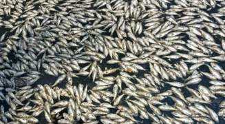 海南海口红城湖现大量死鱼 捞出8吨！现场异味很大