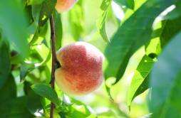 长沙望城今年第一批桃子成熟啦