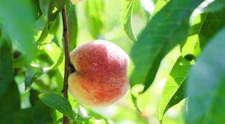长沙望城今年第一批桃子成熟啦