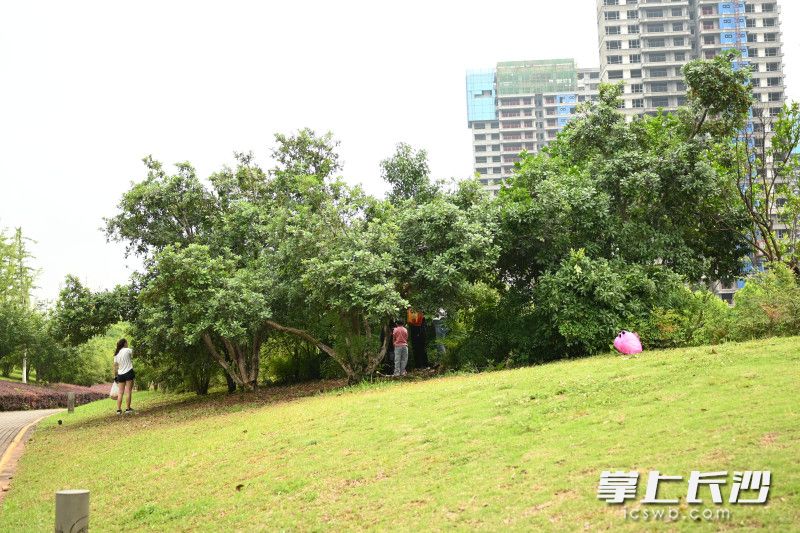 景观杨梅遭遇“进货团”狂摘。