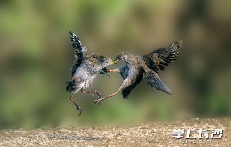 李艳镜头下的苦恶鸟在打斗。