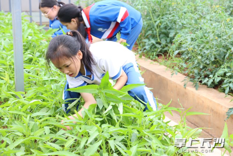 “雷小锋”正在摘空心菜。长沙晚报全媒体记者 陈良 通讯员 朱鑫莲 摄