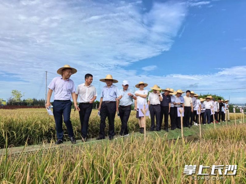 与会人员观摩系列耐盐碱水稻品种展示示范。  均为长沙晚报通讯员范小兵供图