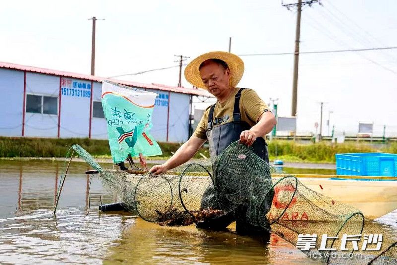 望城小龙虾养殖以虾稻连作养殖模式为主，“荷花+小龙虾”养殖模式为辅。