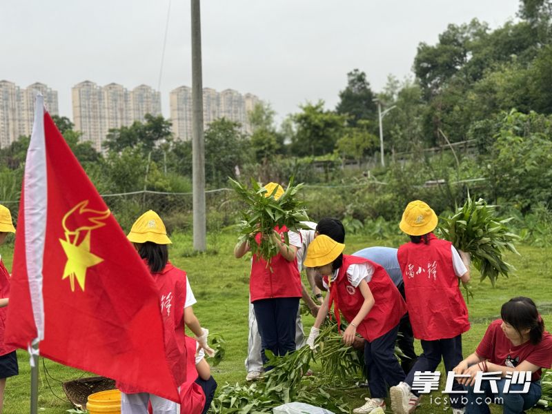 采摘小队在校外辅导员周爷爷的带领下学习蔬菜采摘、除叶、捆扎、打包。