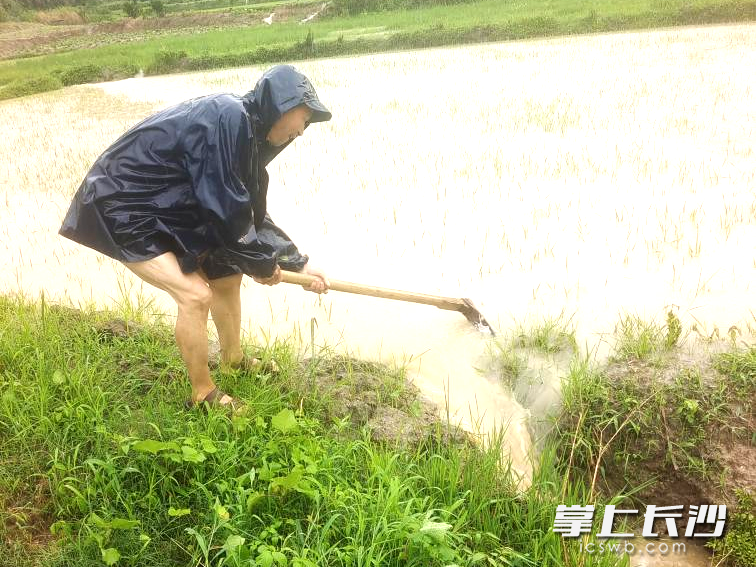 以雨为令，宁乡龙田镇“三长”冲在防汛救灾一线