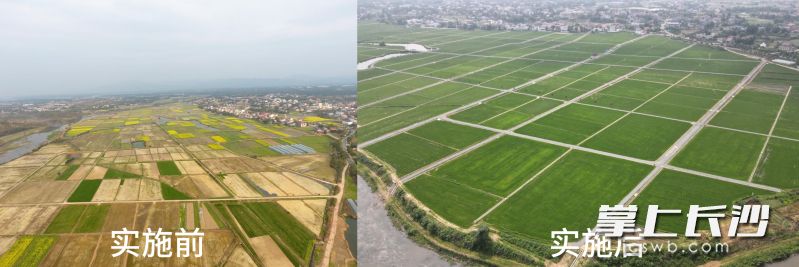 浏阳市沙市镇：打造耕地保护示范区，守好“饭碗田”